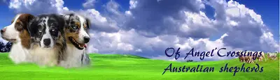 Elevage Bergers Australiens Of Angel Crossings