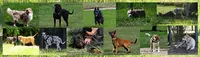 Pension Canine le Royaume de Baby Dog