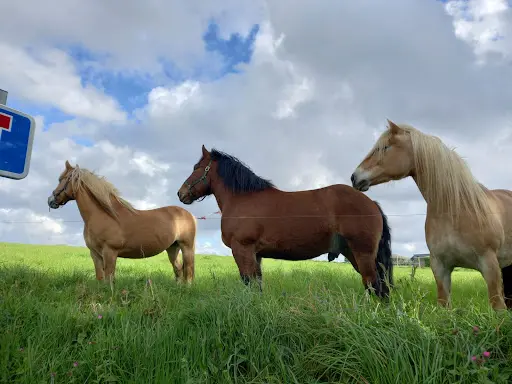 Equi-libre29