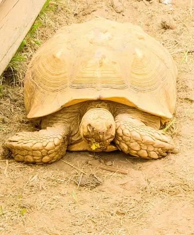 Sos Tortues Bretagne