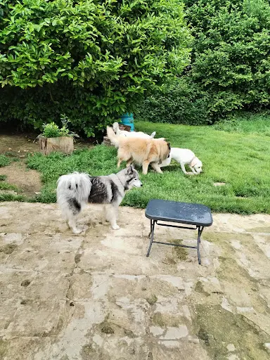 Feel-dog