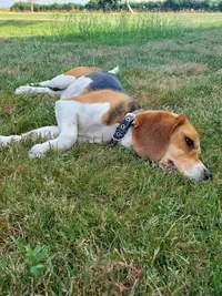 Pension Canine la Goulotte