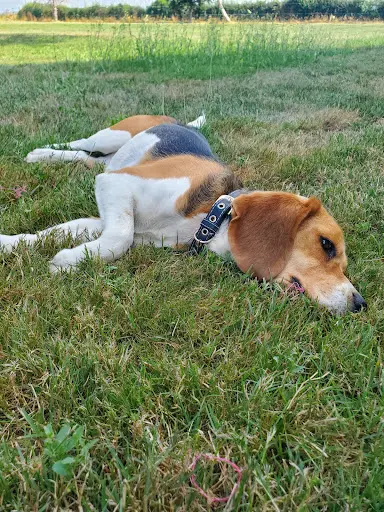 Pension Canine la Goulotte