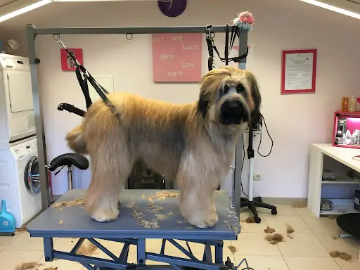 Madinidog