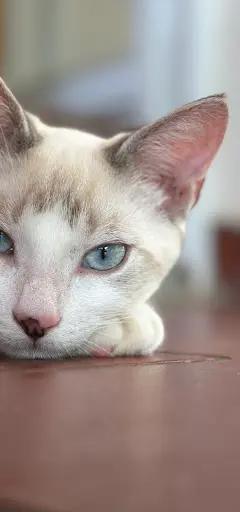 Pension Ti Chat