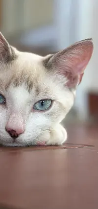 Pension Ti Chat
