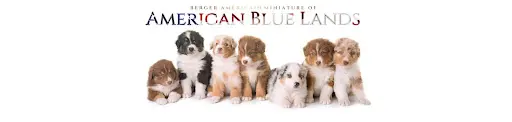 Elevage Berger Americain Miniature Sud Ouest France - Aquitaine Occitanie - Of American Blue Lands