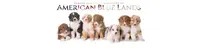 Elevage Berger Americain Miniature Sud Ouest France - Aquitaine Occitanie - Of American Blue Lands