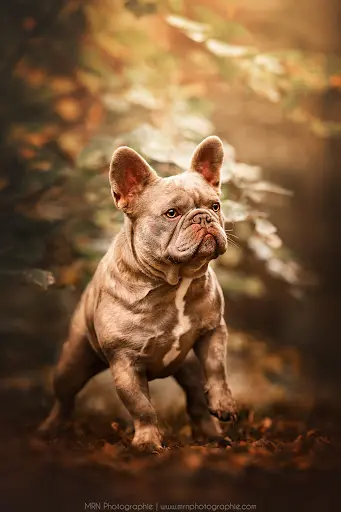 Élevage Bouledogue Français Sweet Bouli