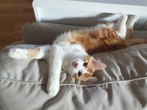 Pension "mon Chat"