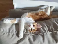 Pension "mon Chat"