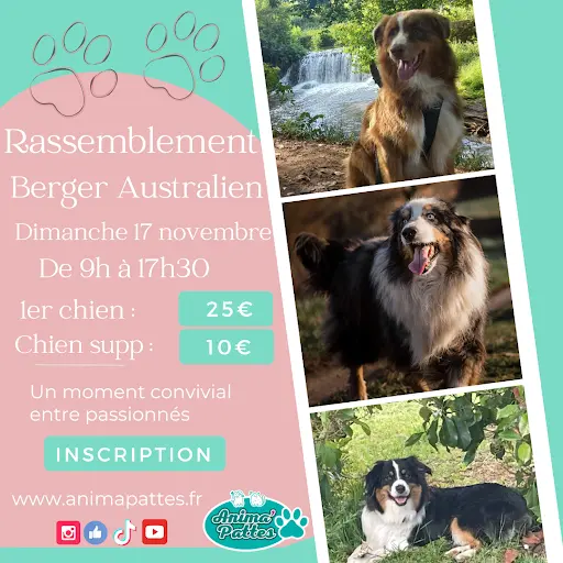 Anima Pattes Centre Aéré Pour Chien, Pension Féline Événements et Vente de Produits Pour Chiens et Chats.