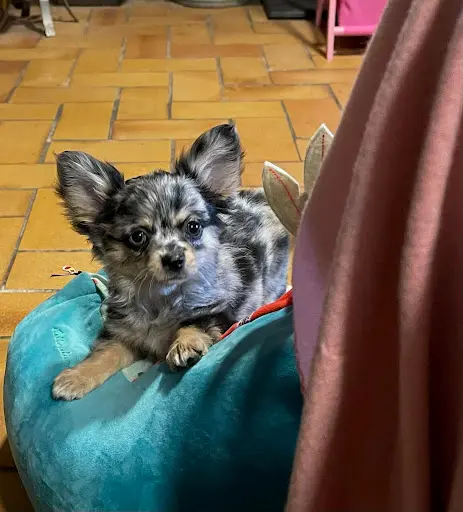 Chihuahua Oliver