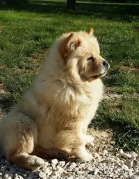 Domaine d'Attila