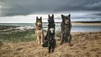 l'Empreinte du Loup