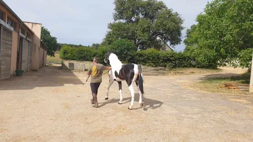 Le Haras de Brassé
