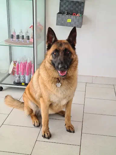 Belle Atti’dog
