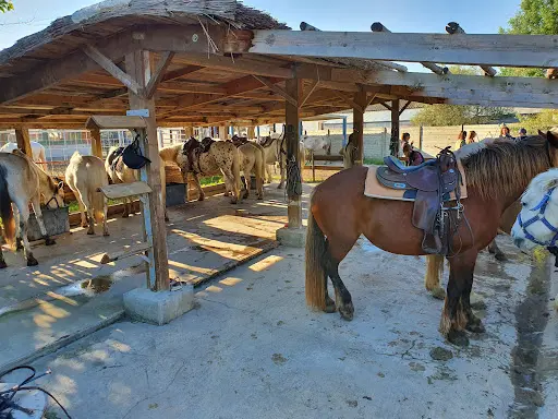 Ecurie des Dunes - Promenade À Cheval