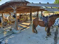 Ecurie des Dunes - Promenade À Cheval