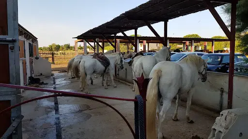 Mas de l'Espiguette