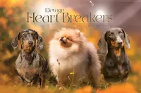 Élevage Heart Breakers – Élevage de Teckel Nain et Kaninchen Lof À Poil Court & Spitz Nain Poméranien Lof en France