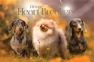Élevage Heart Breakers – Élevage de Teckel Nain et Kaninchen Lof À Poil Court & Spitz Nain Poméranien Lof en France