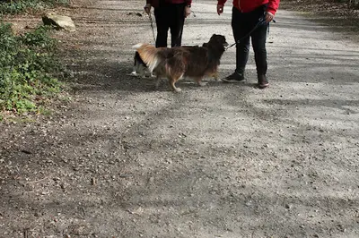Auplaisirdesonchien