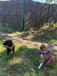 Kind Dog Training - Educateur Canin À Bordeaux