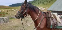 Crinières aux Vents