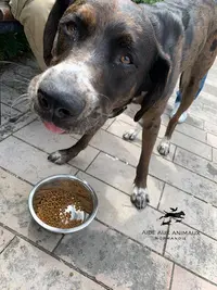 Aide aux Animaux Normandie
