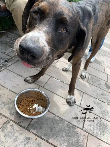 Aide aux Animaux Normandie