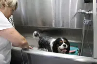 Chloé Toilettage