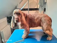 Dogappy Toilettage en Salon