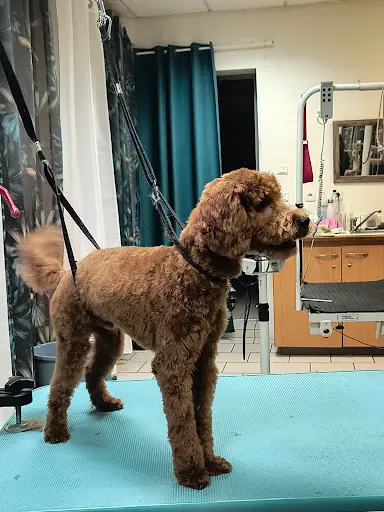 Hippie Dog - Toilettage au Naturel