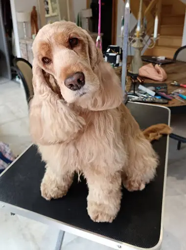 l'Instant Canin