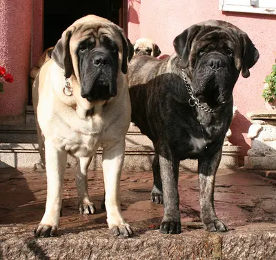 Mastiffs Villa Graf & Bel Air