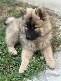 Des Loups du Midour - Élevage Eurasier