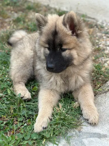 Des Loups du Midour - Élevage Eurasier