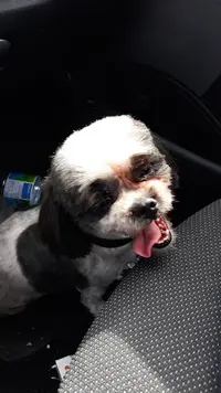 Beauty Dog