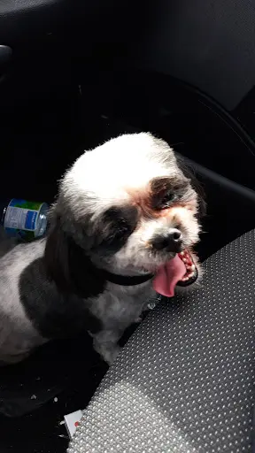 Beauty Dog
