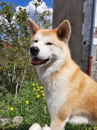 Elevage Akita Inu du Domaine du Mont Fuji ( Akita Inu)
