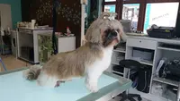 Bonheur Canin