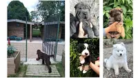 Domaine d'Ilou - Elevage Canin : Samoyede-bouvier Bernois-berger Allemand- Shar Pei-sharpei