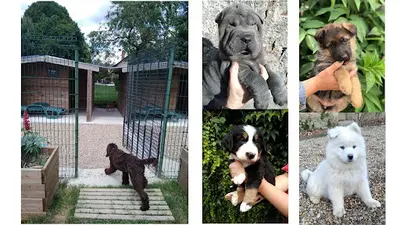 Domaine d'Ilou - Elevage Canin : Samoyede-bouvier Bernois-berger Allemand- Shar Pei-sharpei