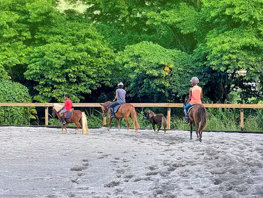 Grande Anse Equitation, les Cavaliers du Nord de Madinina