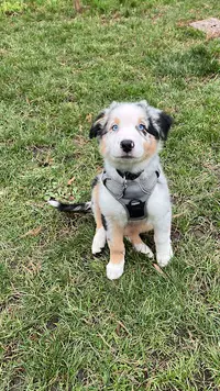 Educadog37
