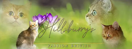 Chatterie Hillsburry S, Passionnément British Golden Loof