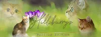 Chatterie Hillsburry S, Passionnément British Golden Loof