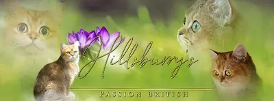 Chatterie Hillsburry S, Passionnément British Golden Loof