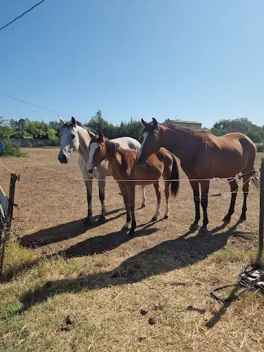 Ecurie Equi Libre et Partages